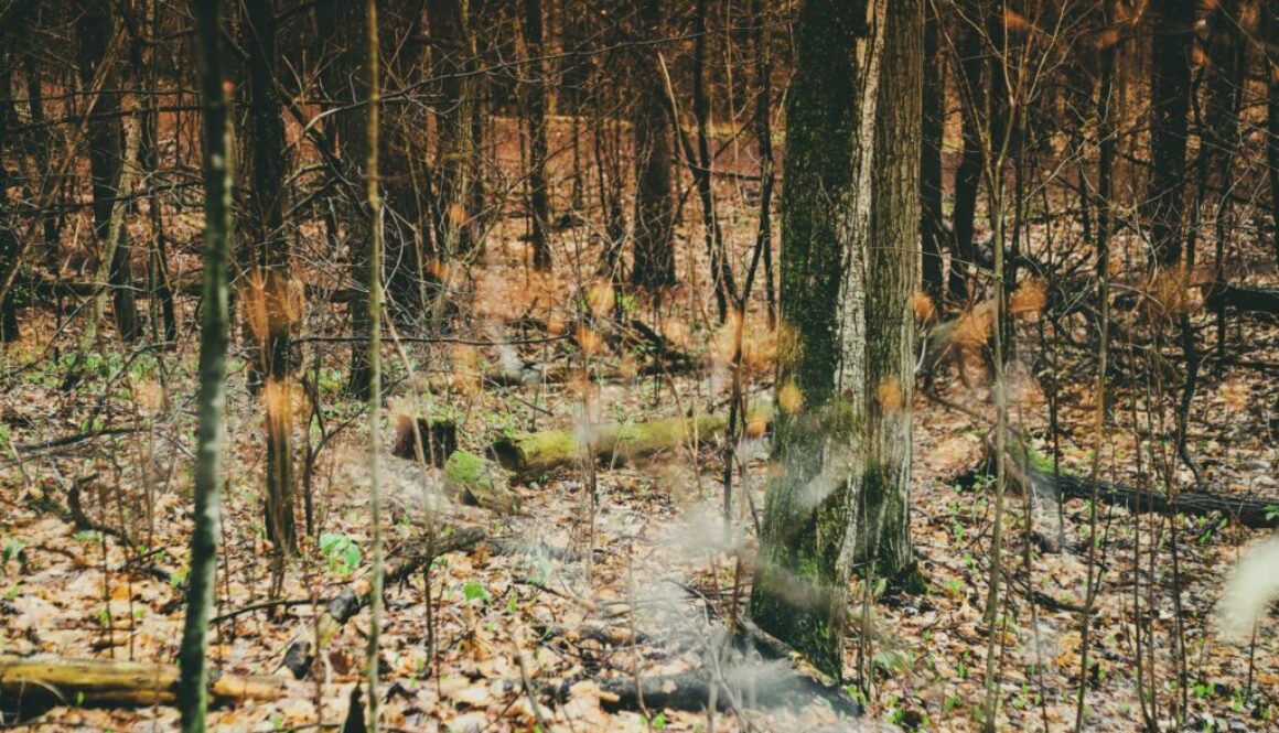 photostheart-__fyLiPwV3Y-unsplash