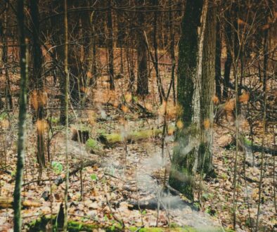 photostheart-__fyLiPwV3Y-unsplash